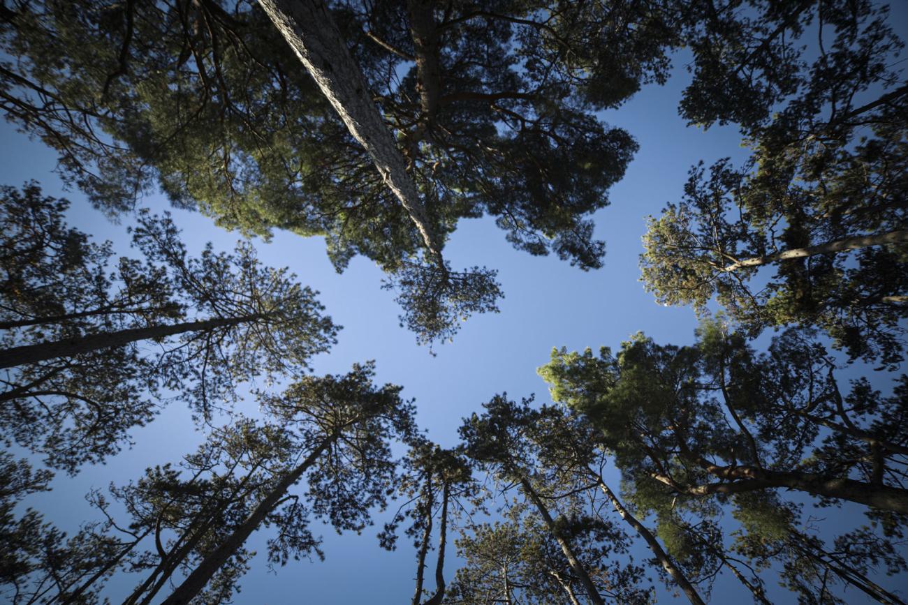 Pineta del Carso